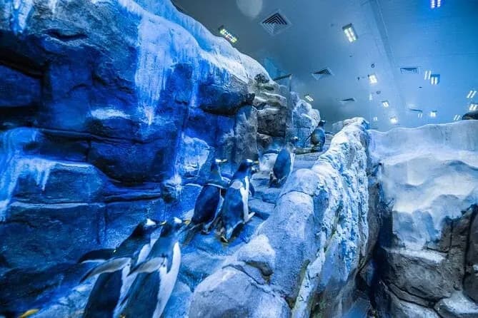 Dubai Aquarium & Underwater Zoo – Penguin Cove & Nursery Experience - Image 7