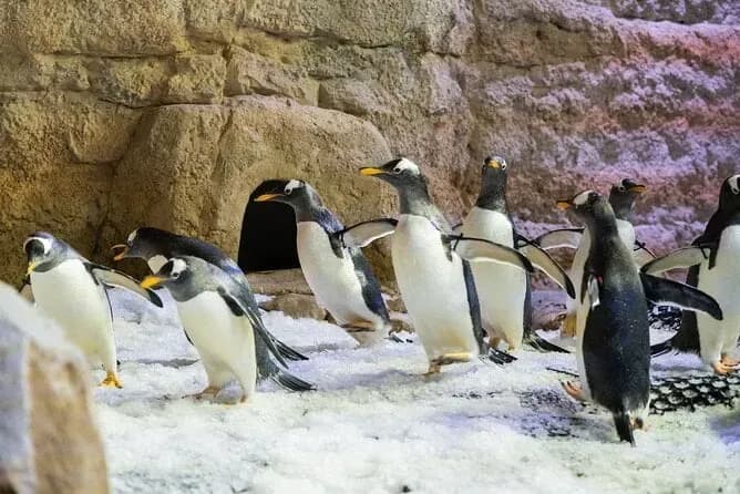 Dubai Aquarium & Underwater Zoo – Penguin Cove & Nursery Experience - Image 11