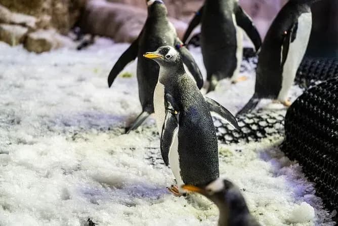 Dubai Aquarium & Underwater Zoo – Penguin Cove & Nursery Experience - Image 10