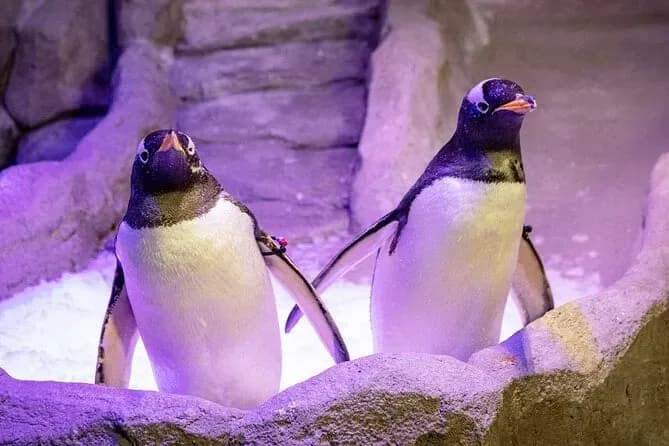 Dubai Aquarium & Underwater Zoo – Penguin Cove & Nursery Experience - Image 9