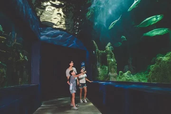 Dubai Aquarium & Underwater Zoo – Penguin Cove & Nursery Experience - Image 4