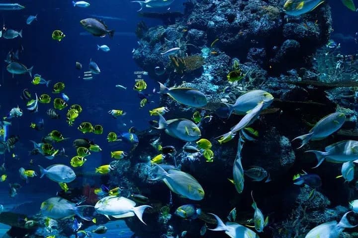 Dubai Aquarium & Underwater Zoo – Penguin Cove & Nursery Experience - Image 3