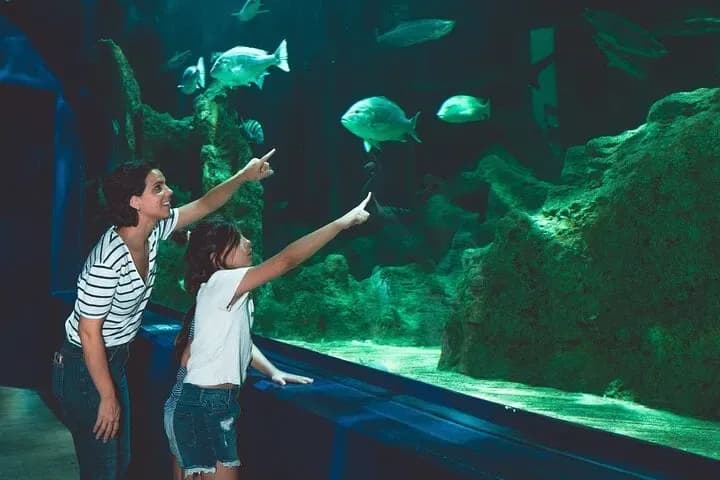 Dubai Aquarium & Underwater Zoo – Penguin Cove & Nursery Experience - Image 8